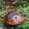 Boletus edulis